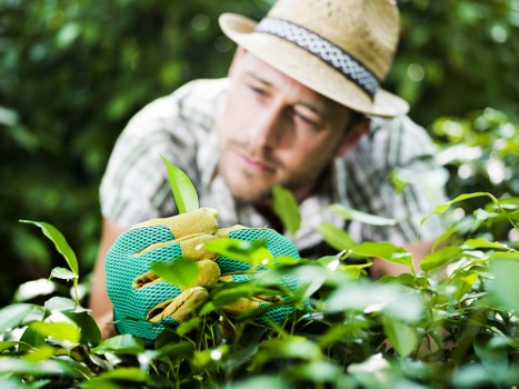 Sustainable landscaping with native plants