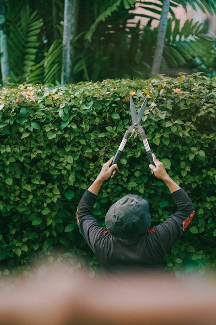 A gardener, wearing a dark long-sleeved shirt and a grey cap, is trimming a dense, neatly shaped hedge with large pruning shears. The hedge, composed of small green leaves, forms a tidy boundary in a 